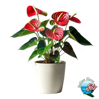 Pianta di Anthurium rossa